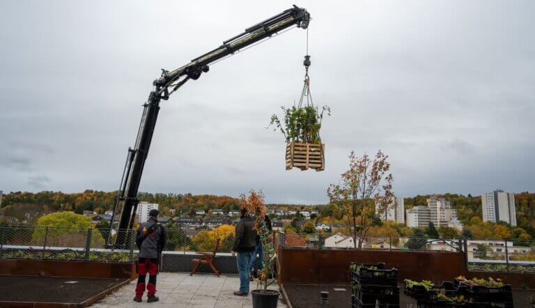 Rollrasen mit Ladekran auf Dachterrasse des Schulungszentrum Böblingen gehoben