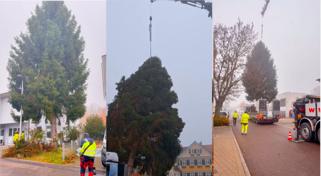 Weihnachtsbaum auf Weihnachtsmarkt in Ludwigsburg durch Ladekran von Lanz aufgestellt