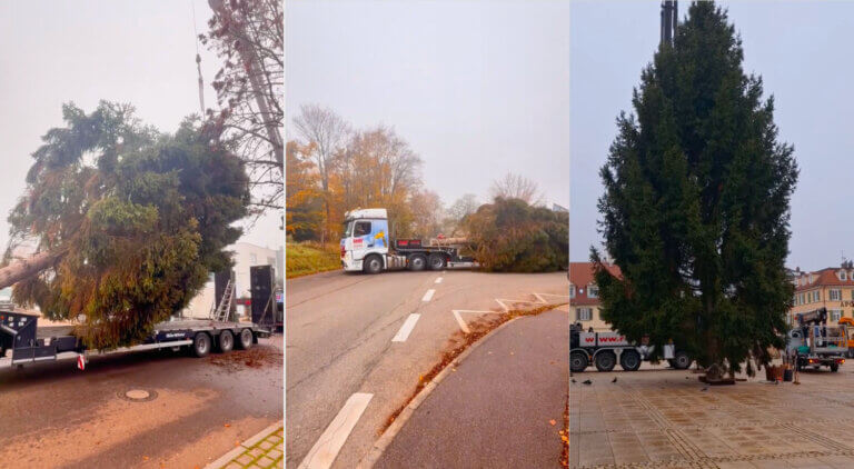 Weihnachtsbaum auf Weihnachtsmarkt in Ludwigsburg durch Ladekran von Lanz aufgestellt